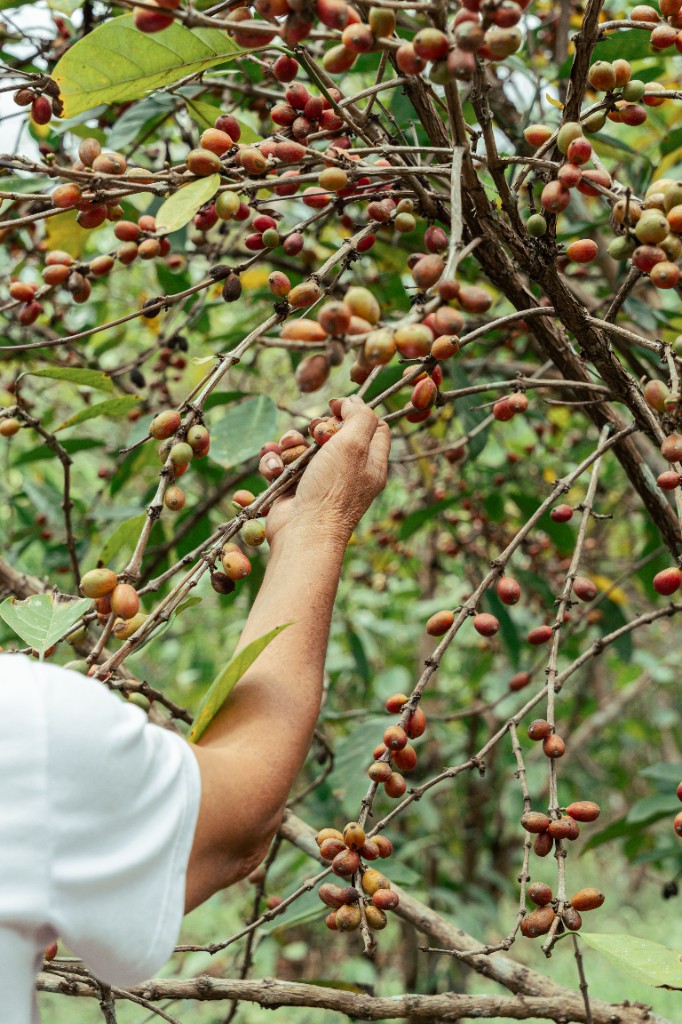 Hand picking ripe coffee cherries on the tree