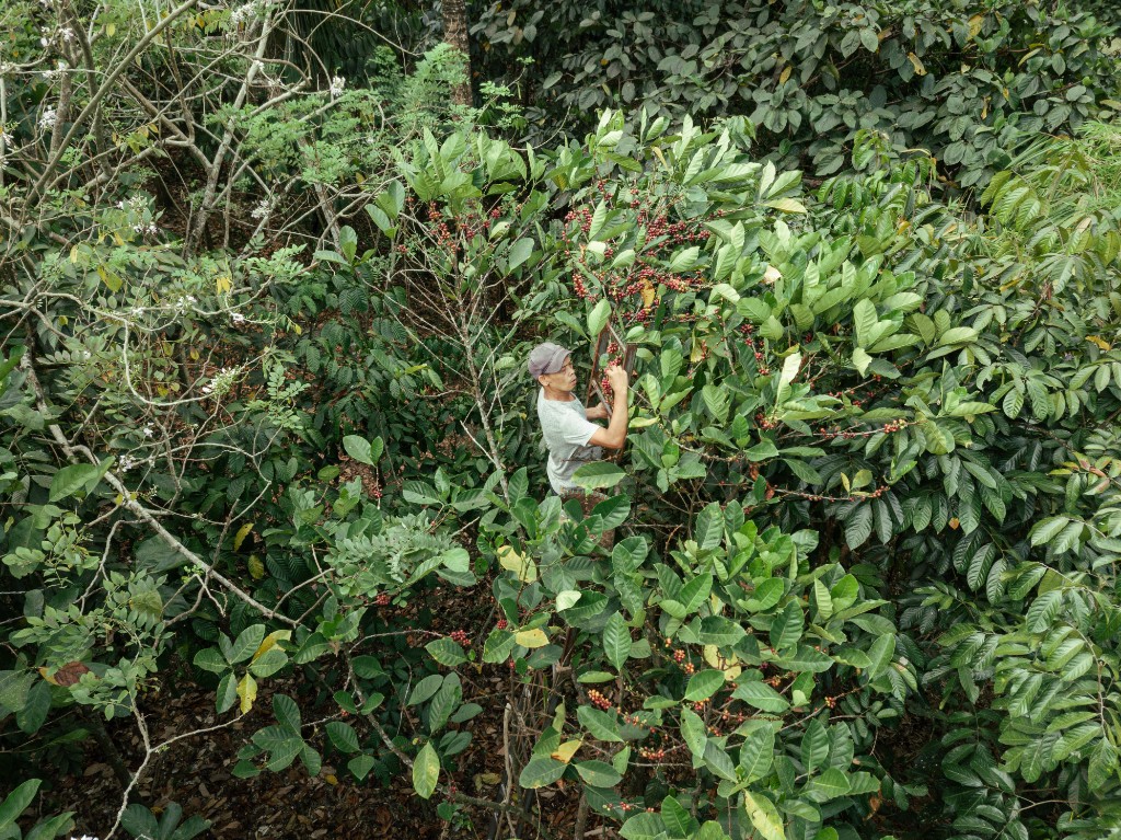 Farmer harvesting coffee in the plantation