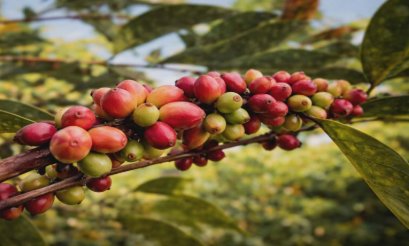 Borneo Liberica coffee cherries on the branch