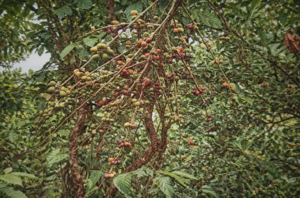 Excelsa coffee tree branches with cherries