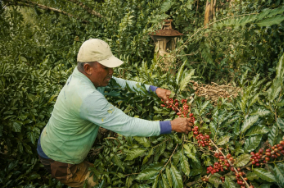 Farmer harvesting Robusta coffee cherries in Indonesia