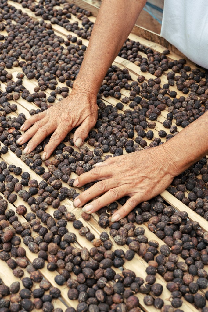 Hands sorting premium coffee beans