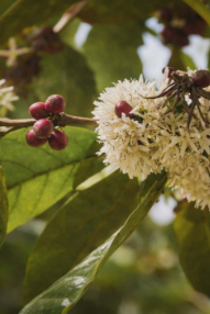 West African Liberica coffee flowers and cherries